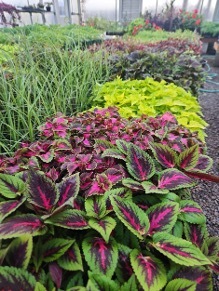 Plant sale 1